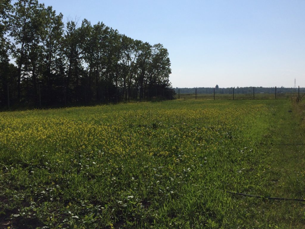 Homestead food forest garden potential