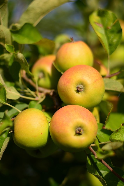 Apples hanging from a tree to be made into apple jelly