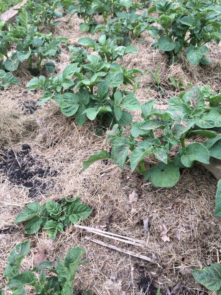 Potato plants surrounded by hay mulch