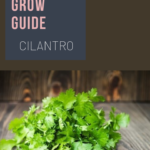 How to grow cilantro and coriander