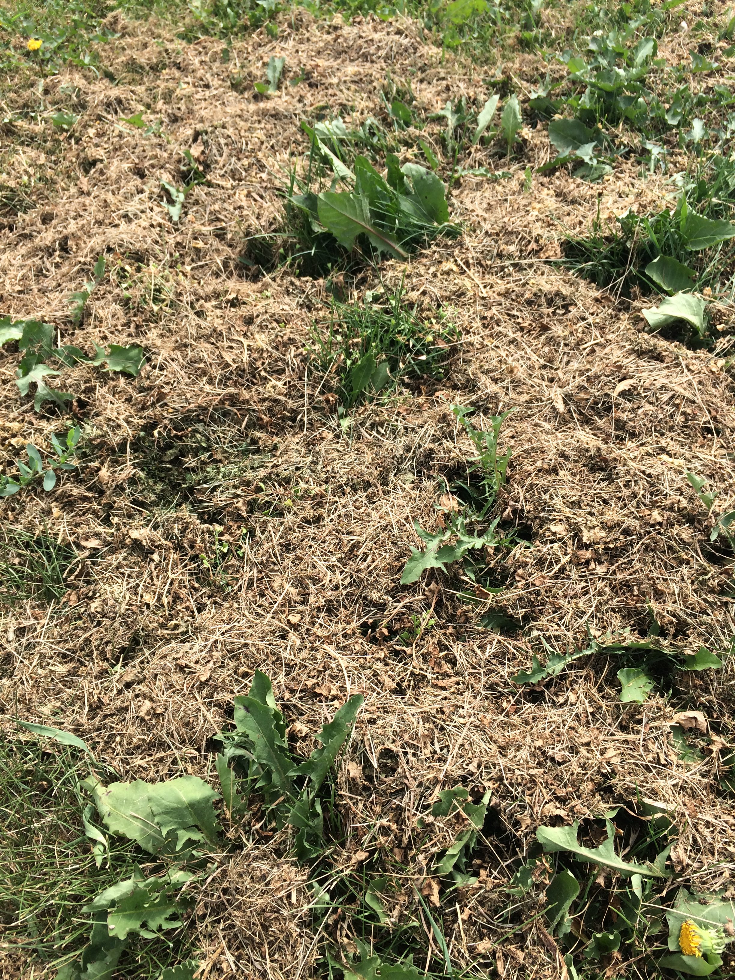 Grass clippings drying into mulch