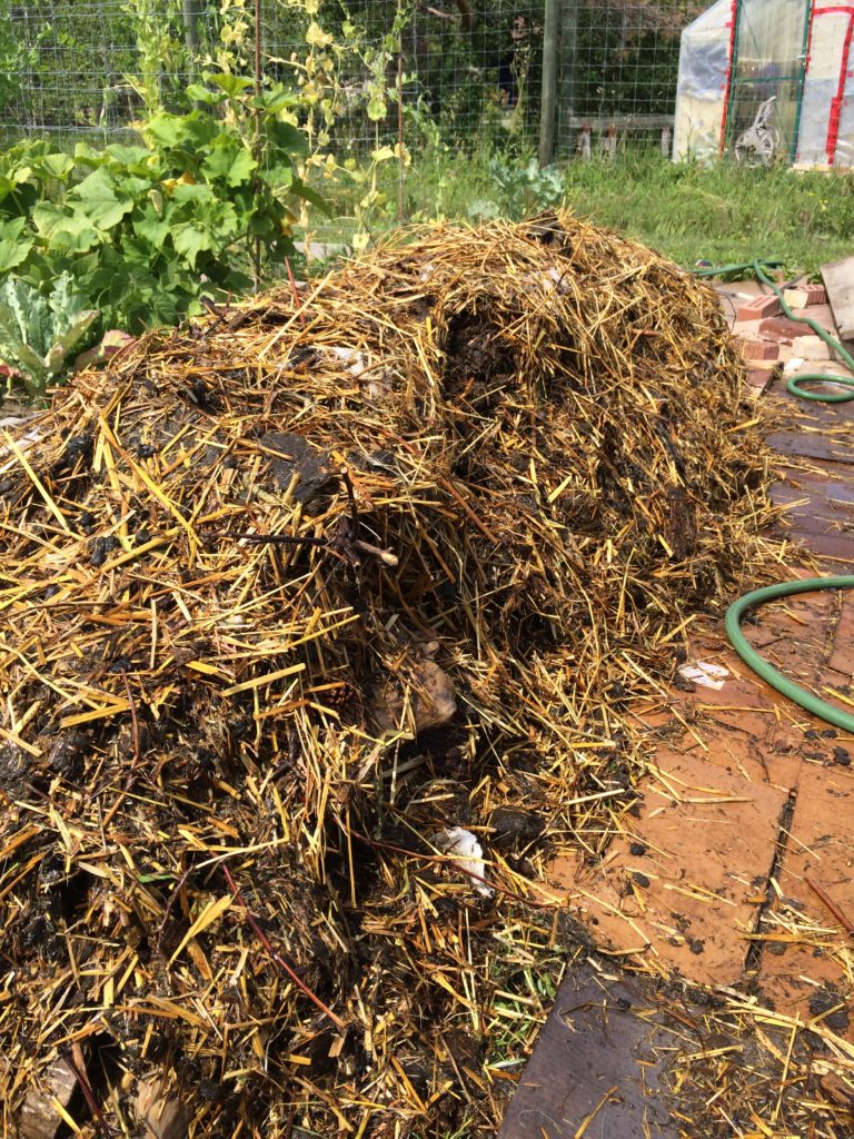 Hugelkultur mound covered with composted hay and manure