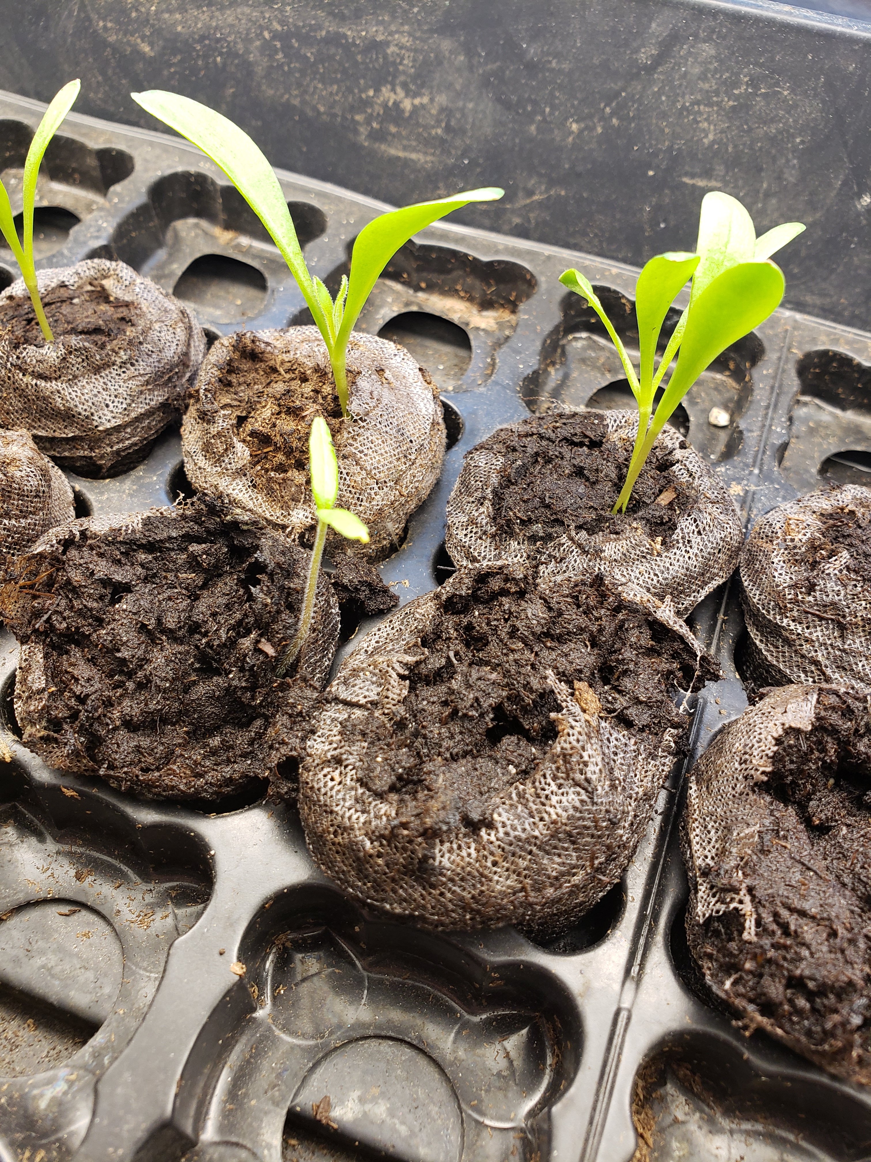 Starting Seeds indoors