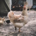 selective focus photography of white hen