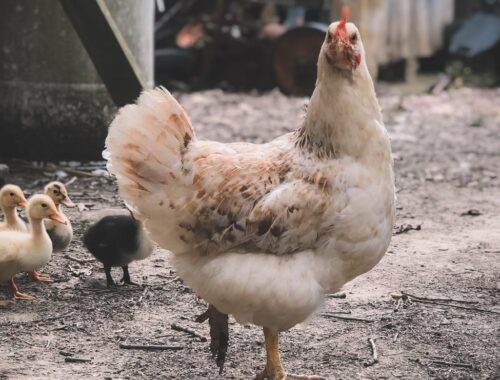 selective focus photography of white hen