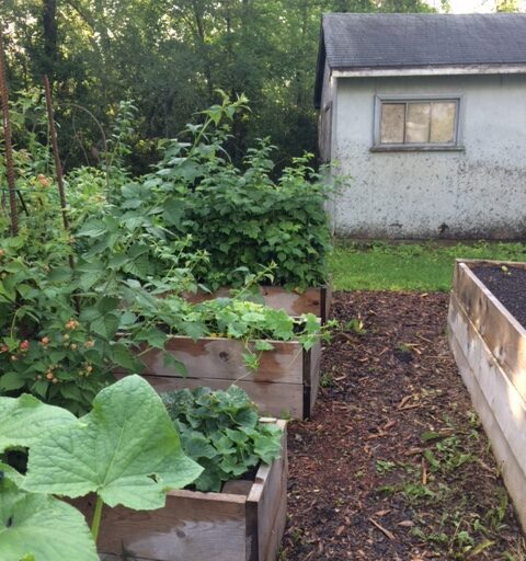 9 steps to choosing the best garden location 