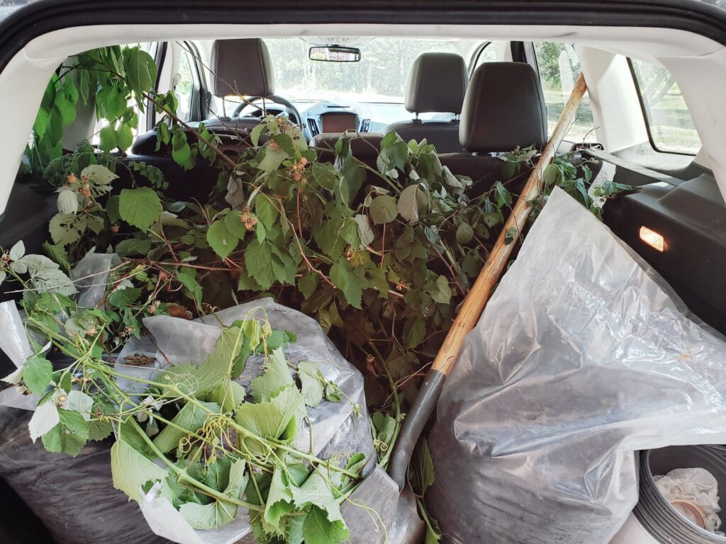 Harvested seedling fruit trees and bushes in back of white SUV