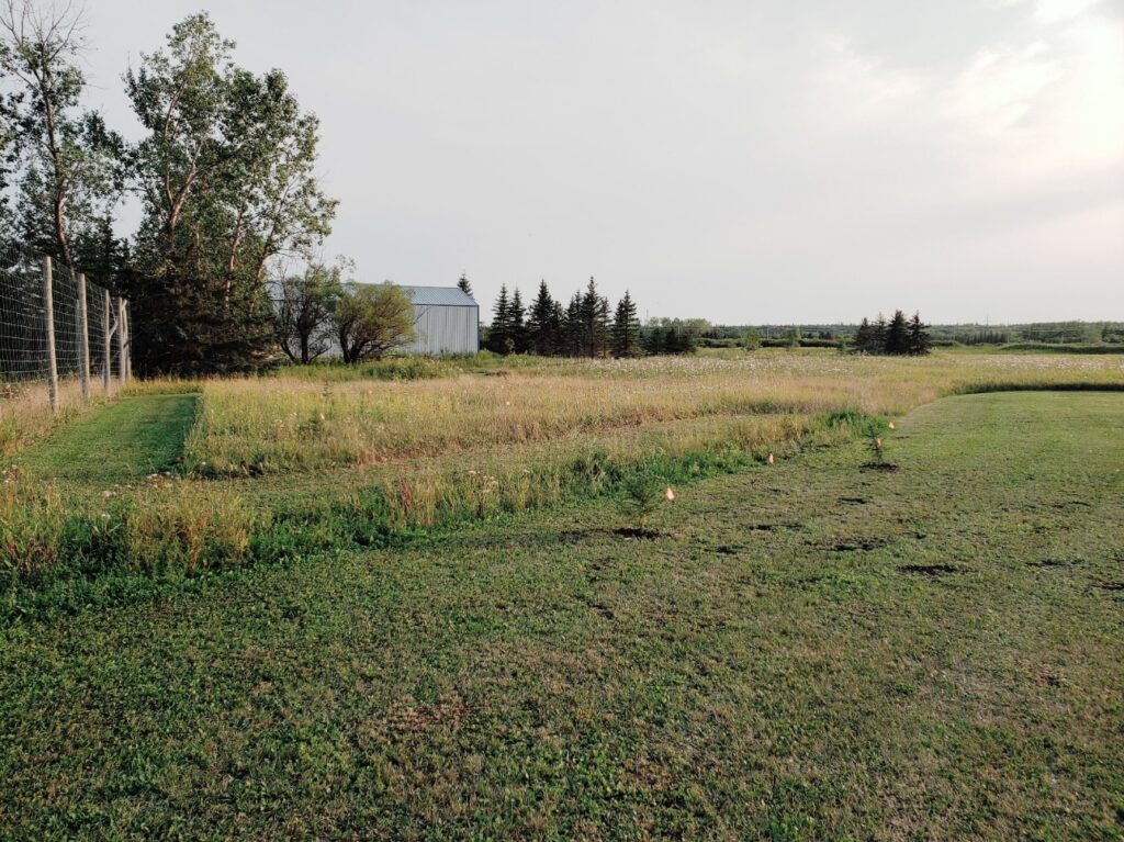 New seedling trees planted in a field as a windbreak.