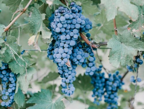 ripe grape on green branch