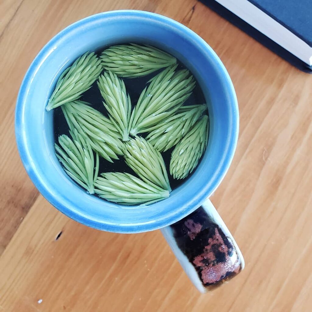 Spruce tips tea