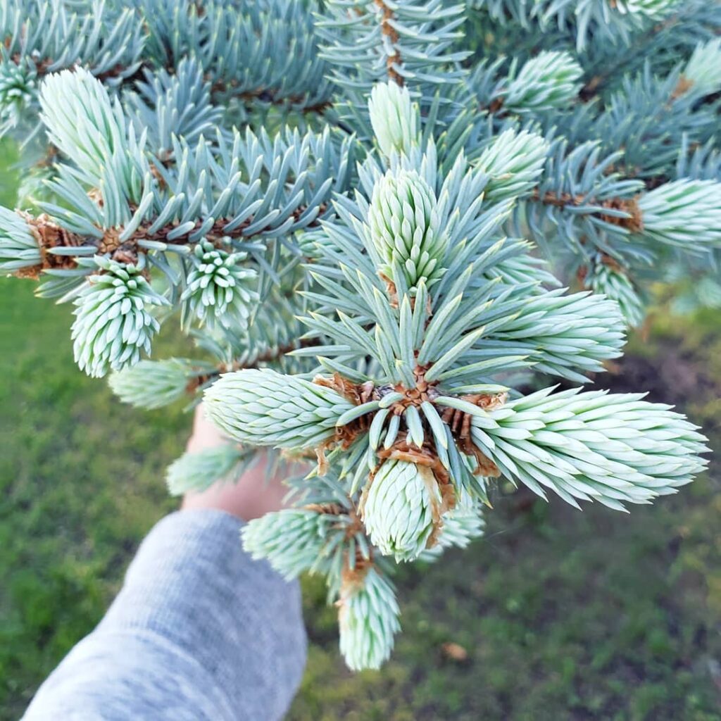 How to harvest spruce tips