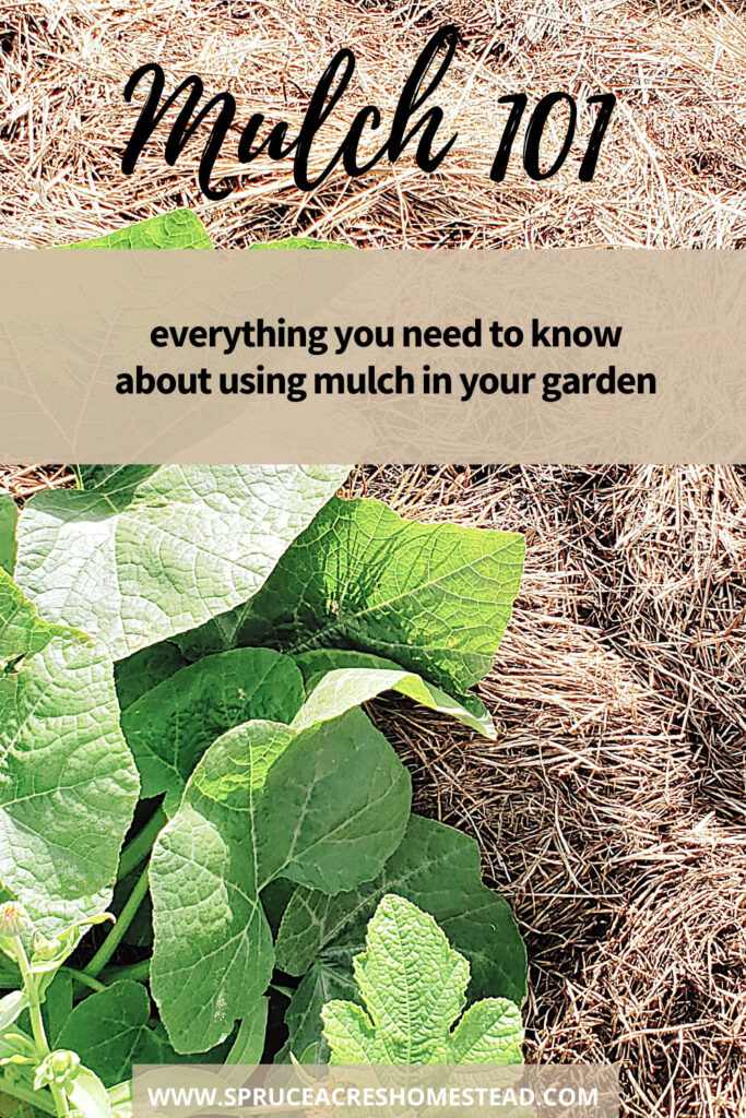 Mulch 101: everything you need to know about using mulch in your garden