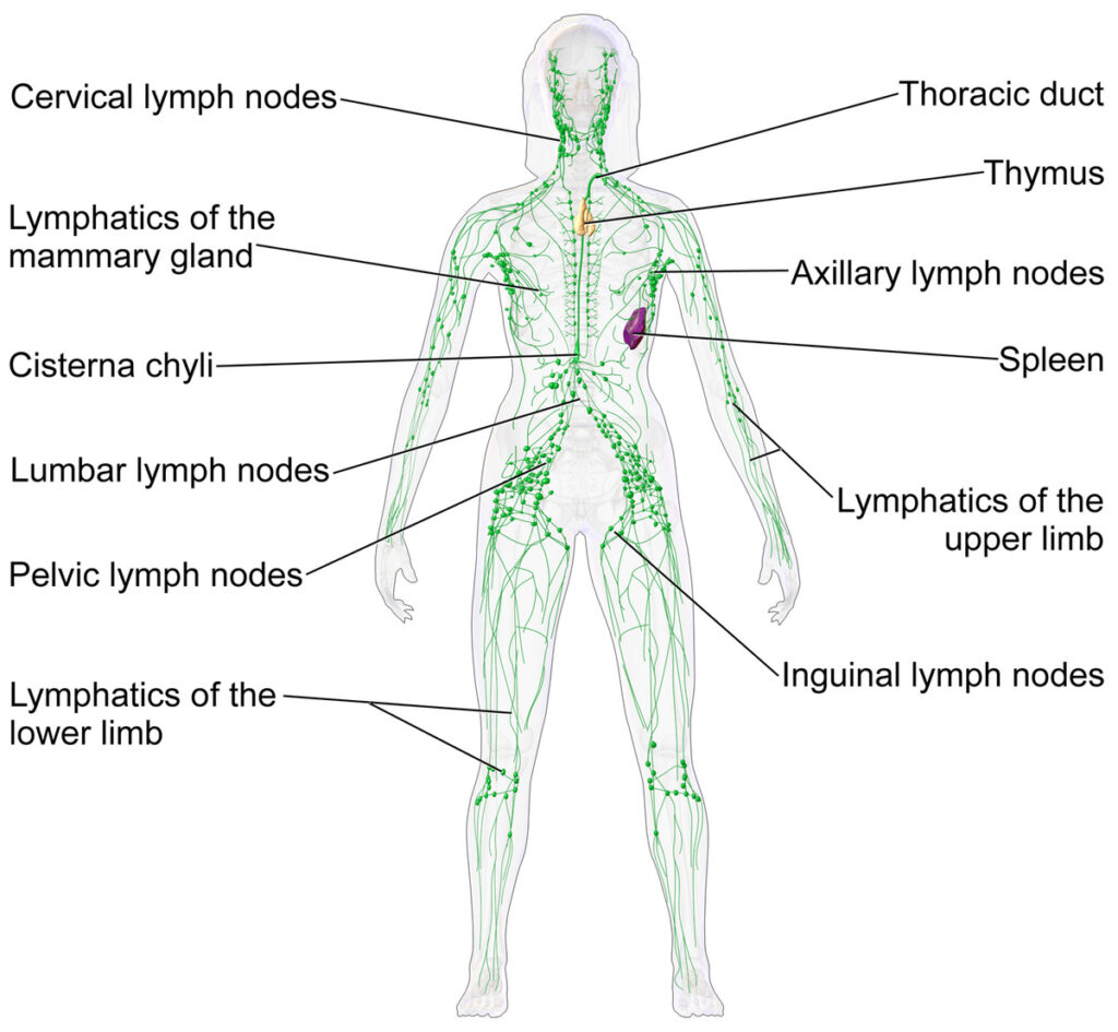 Diagram of the Lymphatic System.