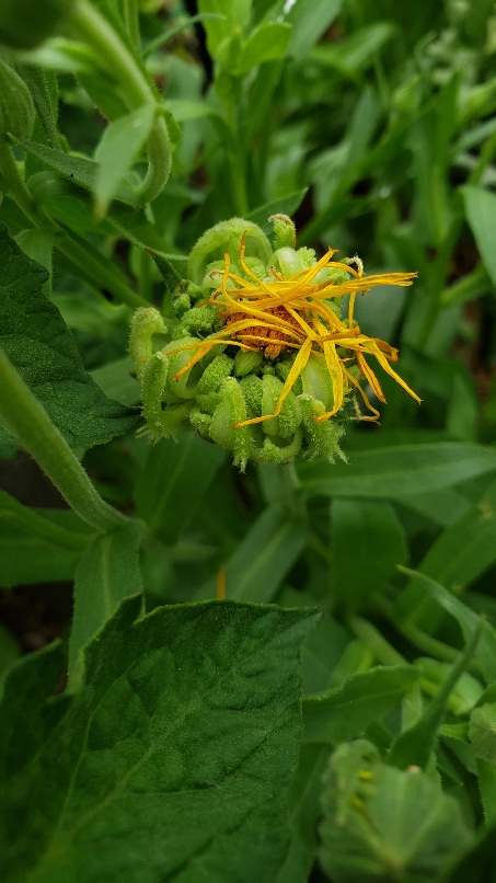 Calendula seeds forming.