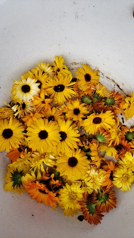 Harvested Calendula flowers in a white metal wash basin.
