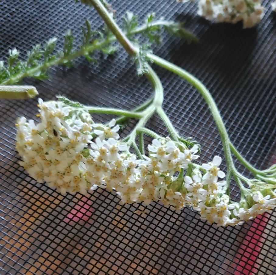 Yarrow air drying on a rack