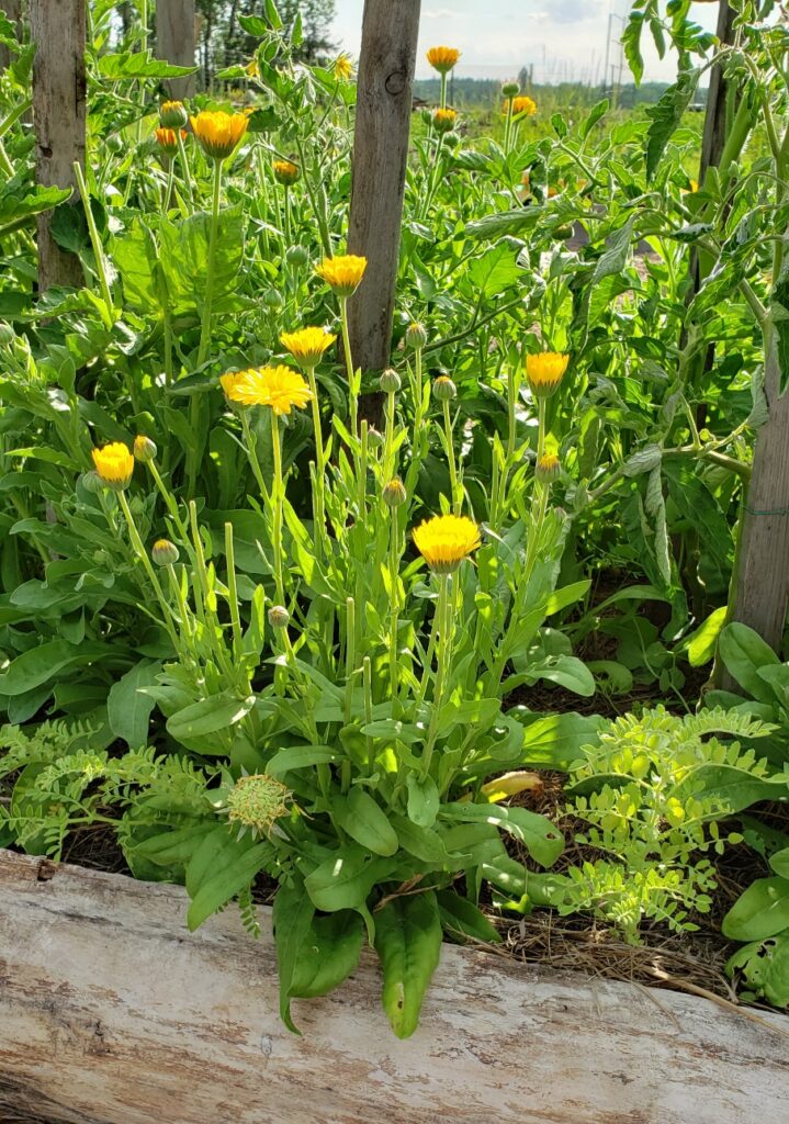Calendula in bloom in a raised log garden bed.