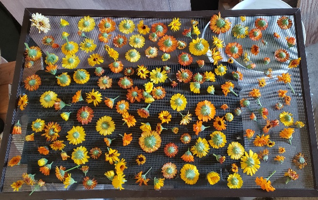 Calendula flowers air drying on a window screen.