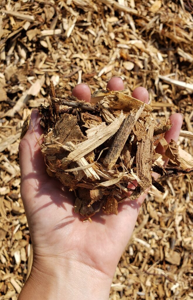 Hand holding freshly cut wood chip mulch