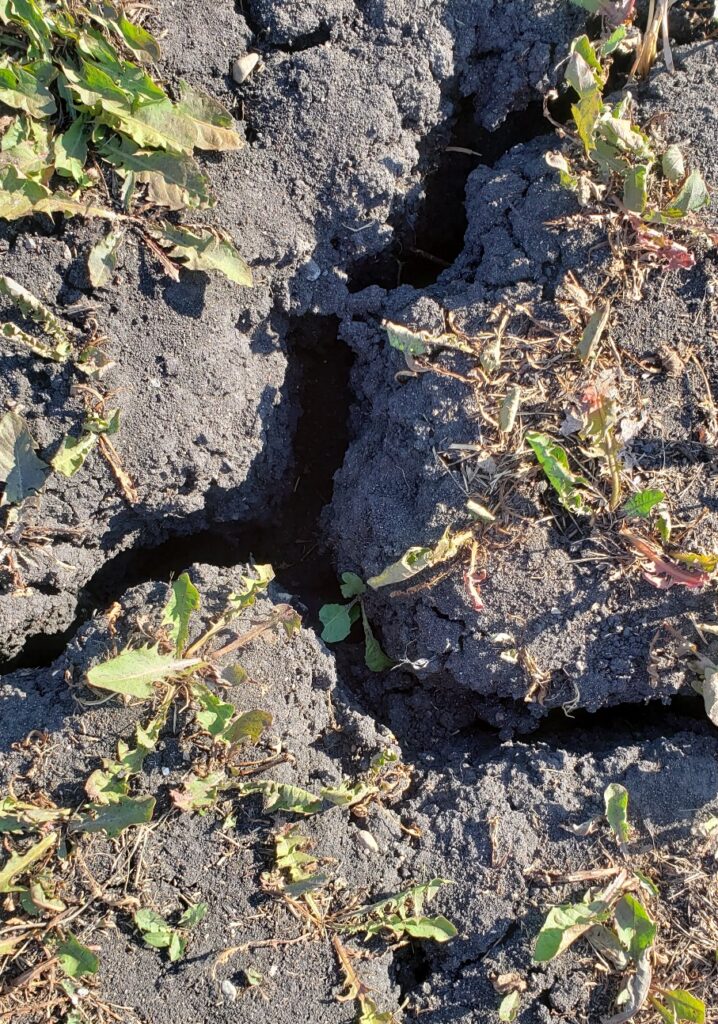 Dry, cracked soil 