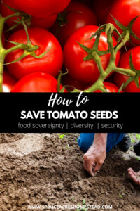 How to save tomato seeds