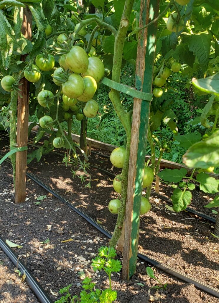 Tomatoes on the vine, ripening.