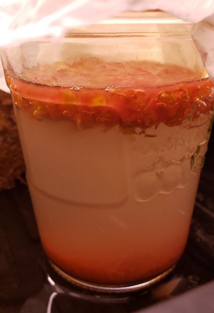 Saving tomatoe seeds. Seeds floating in pulp and water. Fermenting and separating.